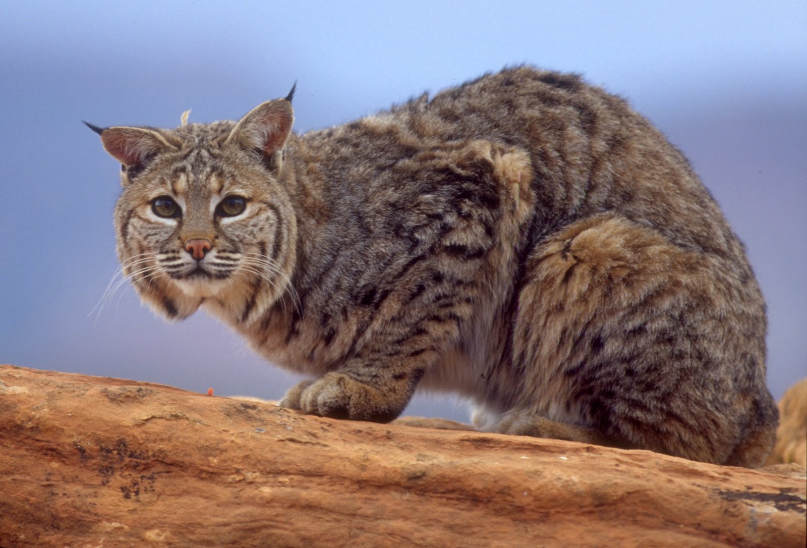 Backcountry Utah's Outdoor Adventure Journal New Rules proposed to