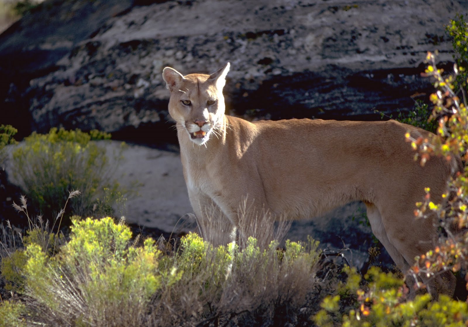 Backcountry Utah's Outdoor Adventure Journal: Cougar Hunting Permits