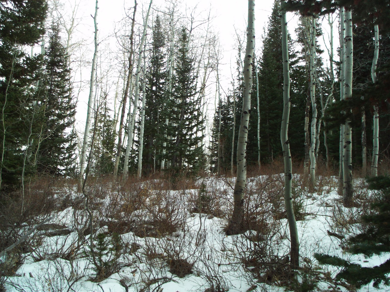 Backcountry Utah's Outdoor Adventure Journal 2010 Forest Service