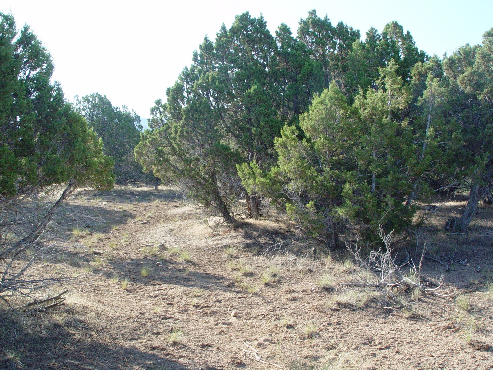 Backcountry Utah's Outdoor Adventure Journal BLM Holiday Tree Cutting
