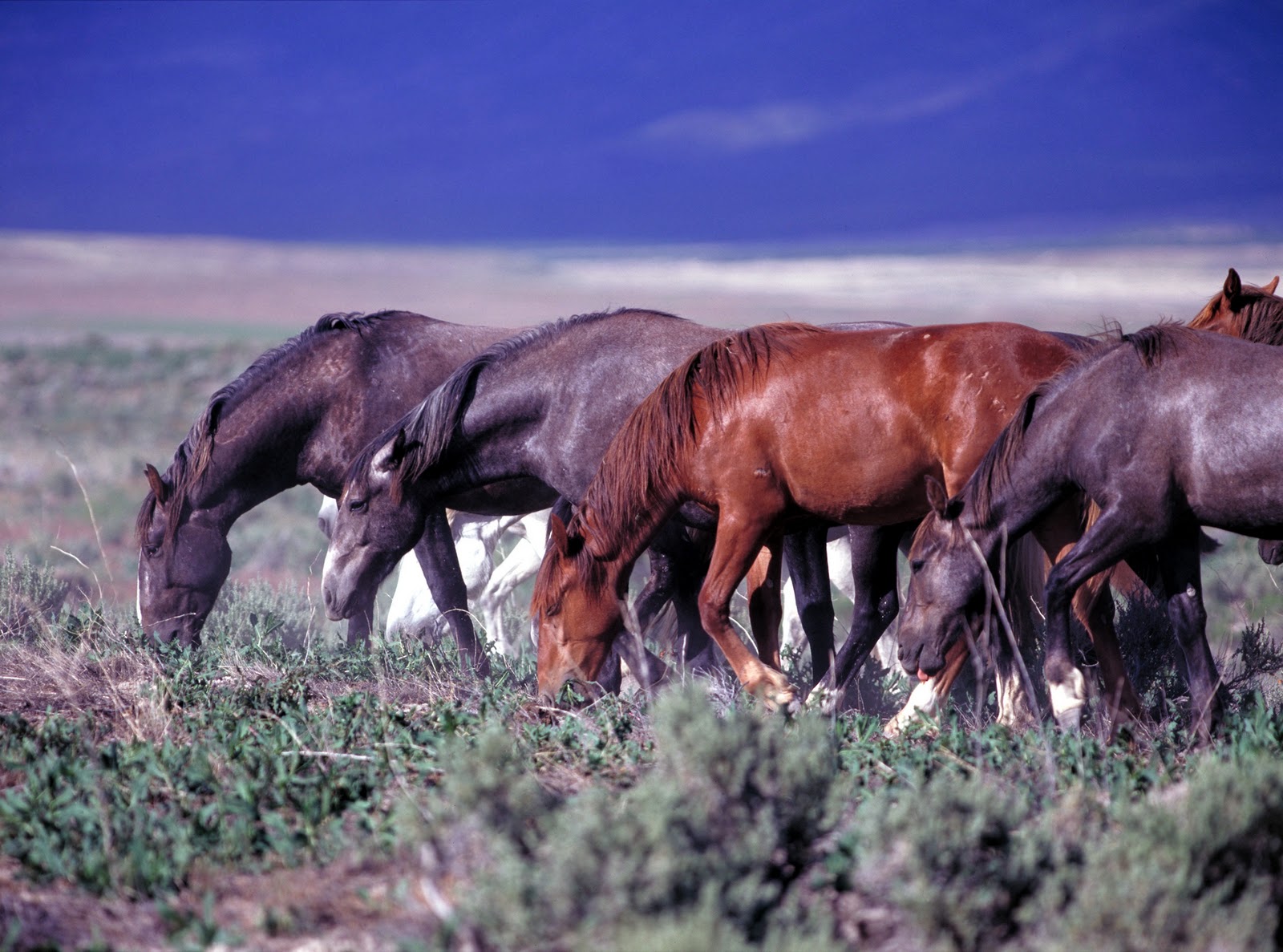 Backcountry Utah's Outdoor Adventure Journal BLM Announces North Hills