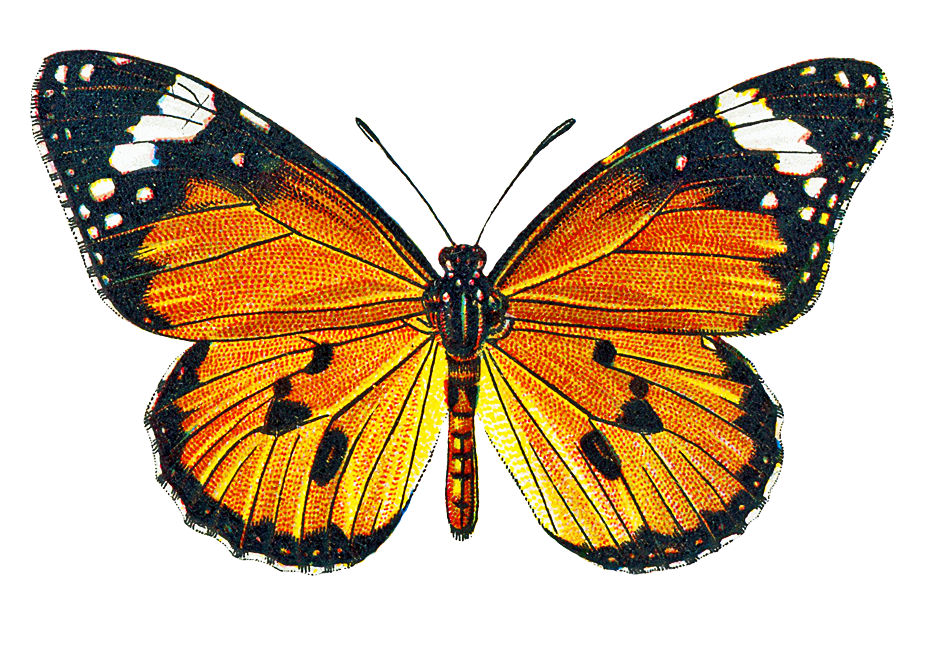 free clipart images butterflies - photo #45