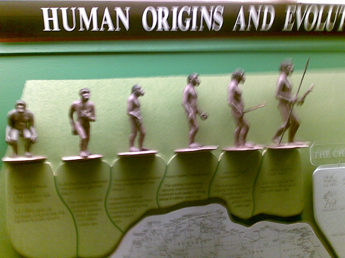 Human Evolution Stages Human Evolution Stages