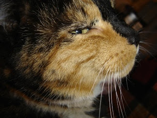 A calico cat with white, brown and black patches, its face sideways, looking out the corner of its eye