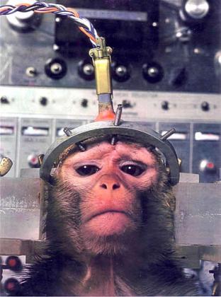 Animal+testing+6.jpg
