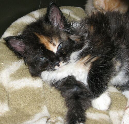 Cat Eyes---A Cat Woman's Photos: Ten Cute Kittens Now in ... (500 x 479 Pixel)