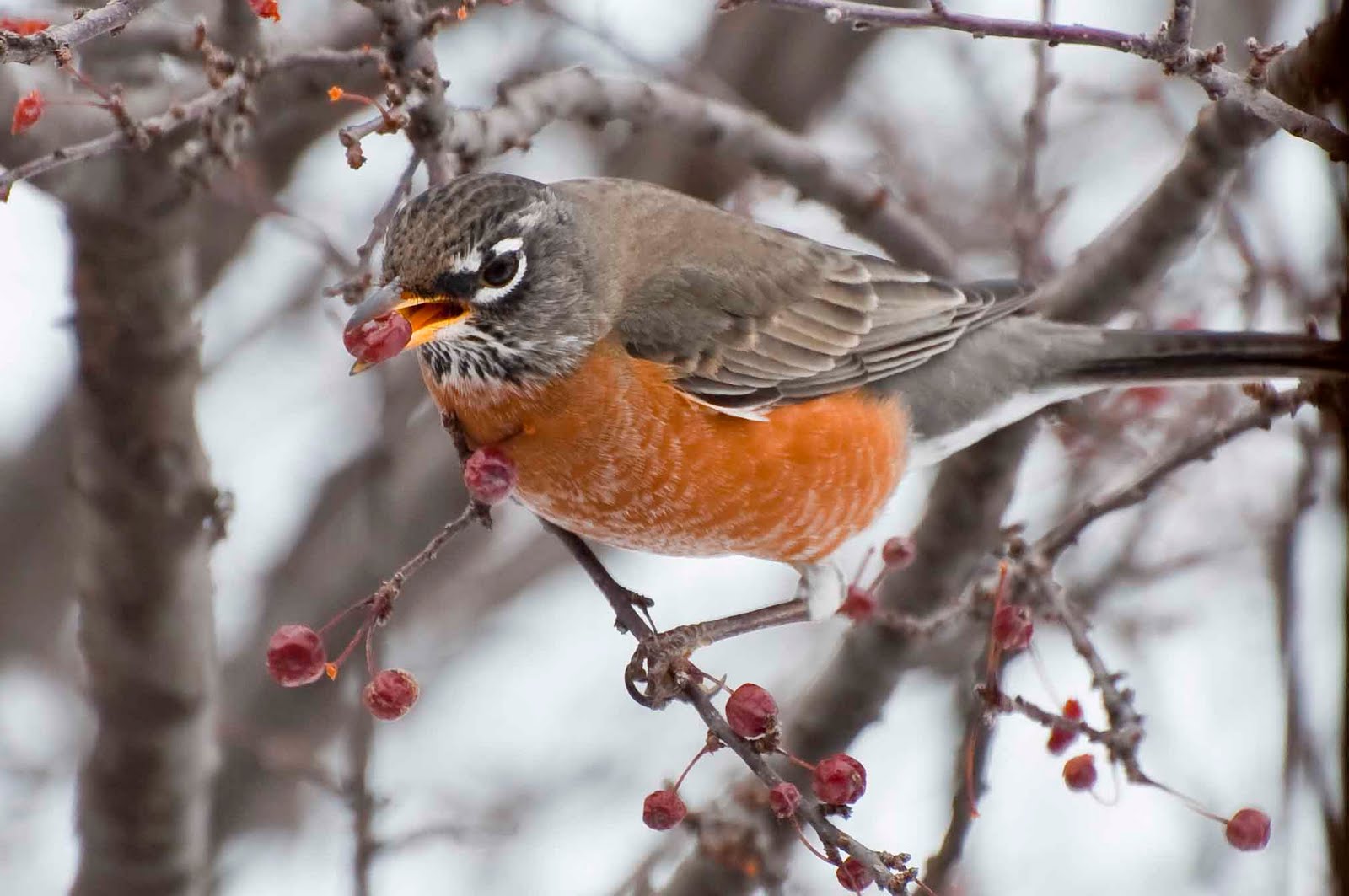 Jim McConnell Photography Robins Stay For Nebraska Winter