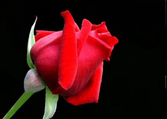 Quanti Petali Ha Una Rosa Rossa