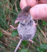 TRANSITANDO... MUSARAÑAS