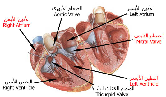 صور تشريح عضله القلب الطــب بحـروف عربيـه صور تشريح عضله القلب الطــب بحـروف عربيـه