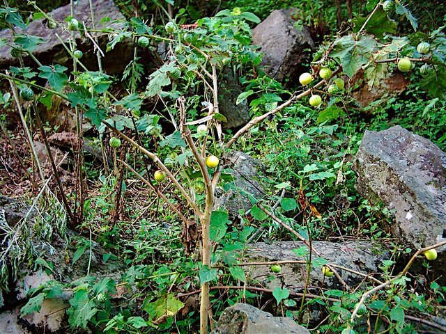 [Solanum+xanthocarpum+jagat.JPG]