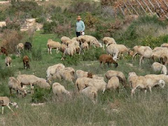 Explotación ganadera en LA MURADA