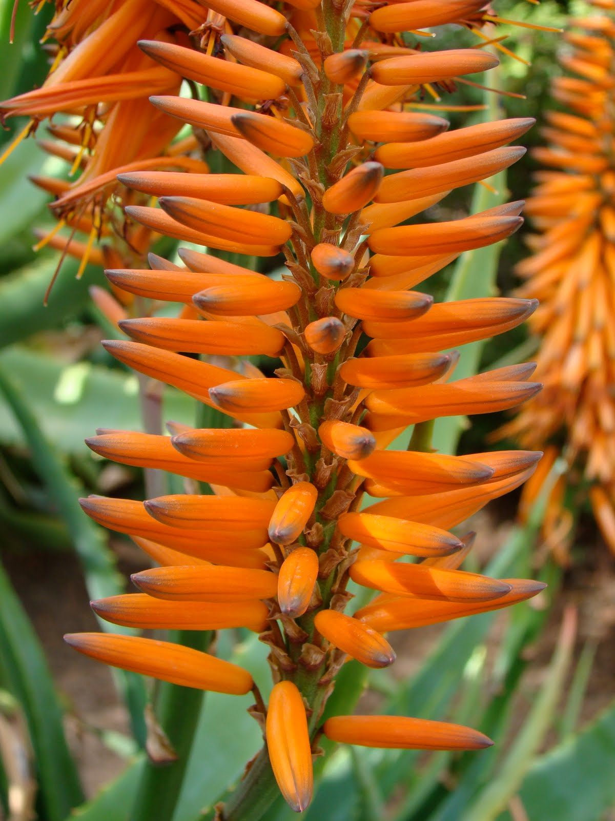 Scottsdale Daily Photo Beautiful Aloe Vera Flowers