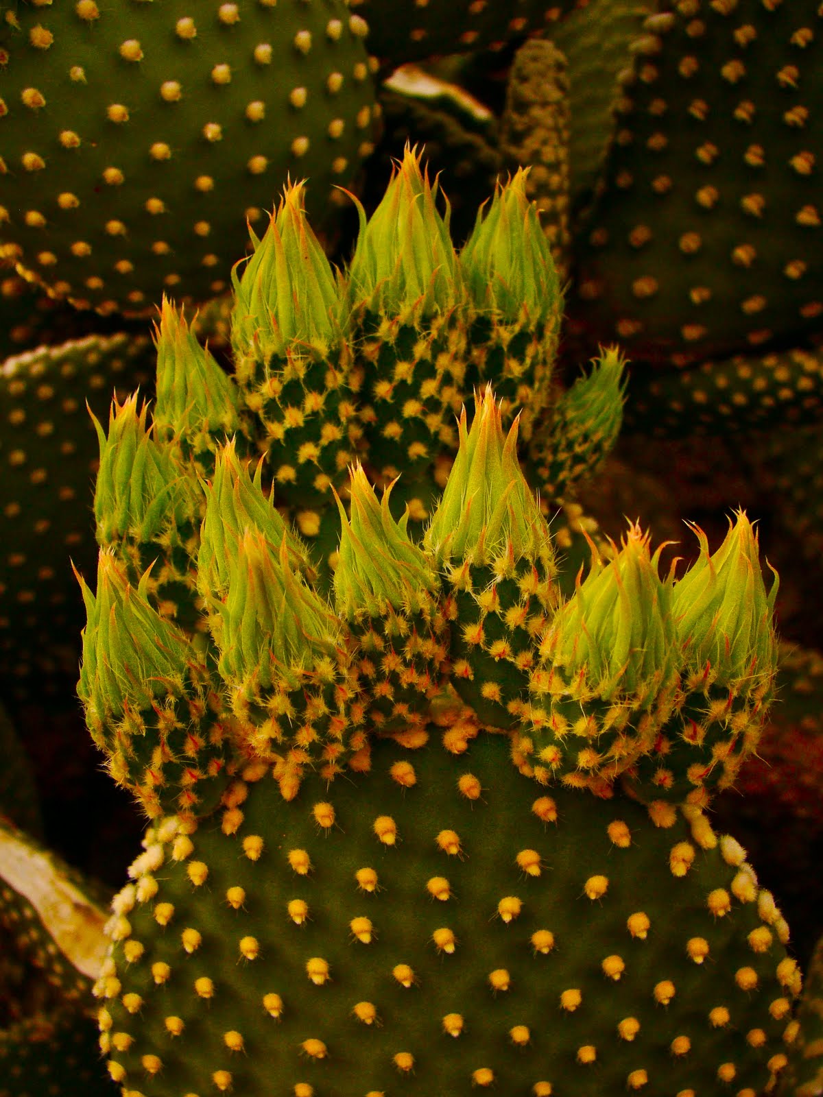 Scottsdale Daily Photo Photo Swirling Cactus Buds