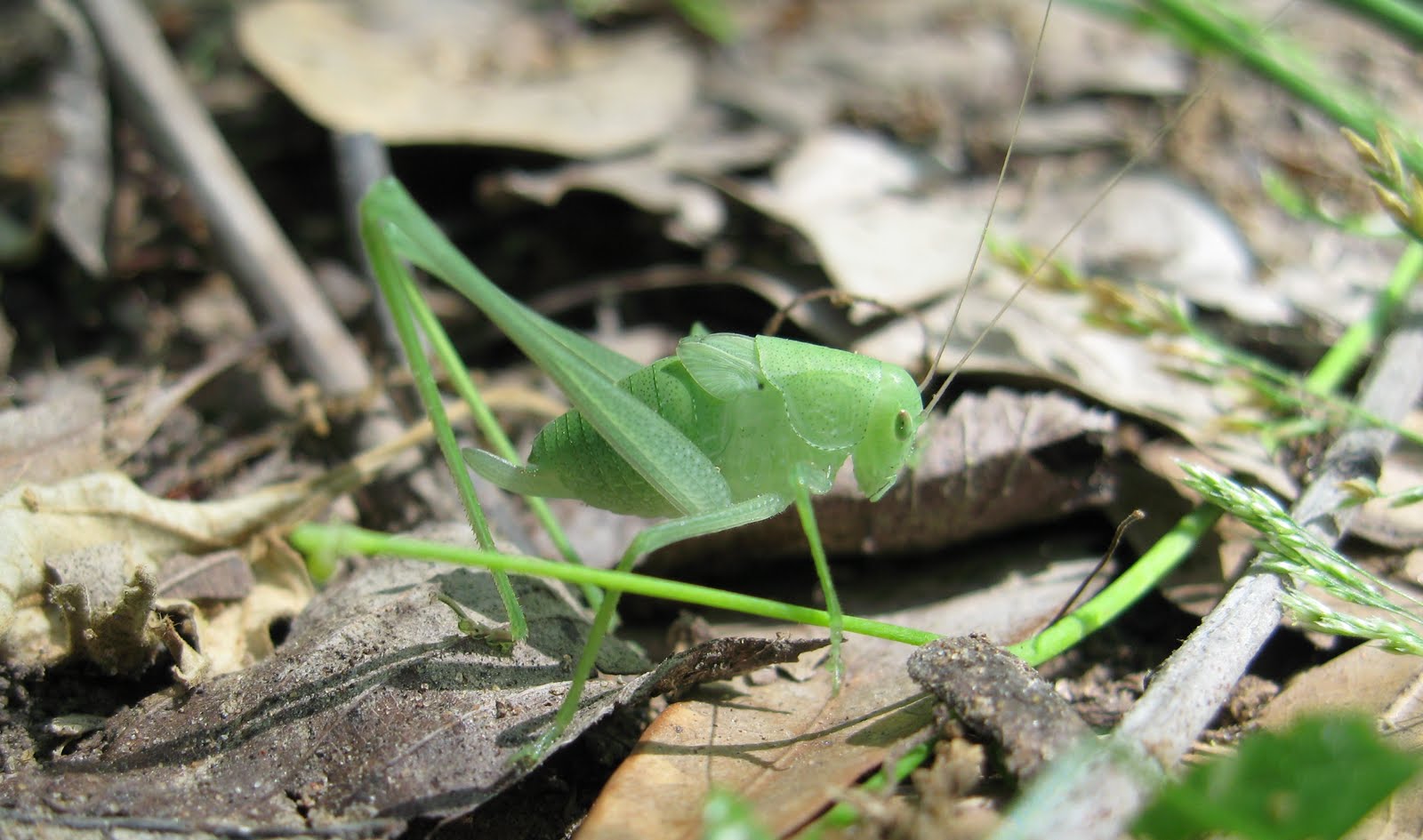 School For Us Insects in our Healthy Habitat... and a Alex Holds a