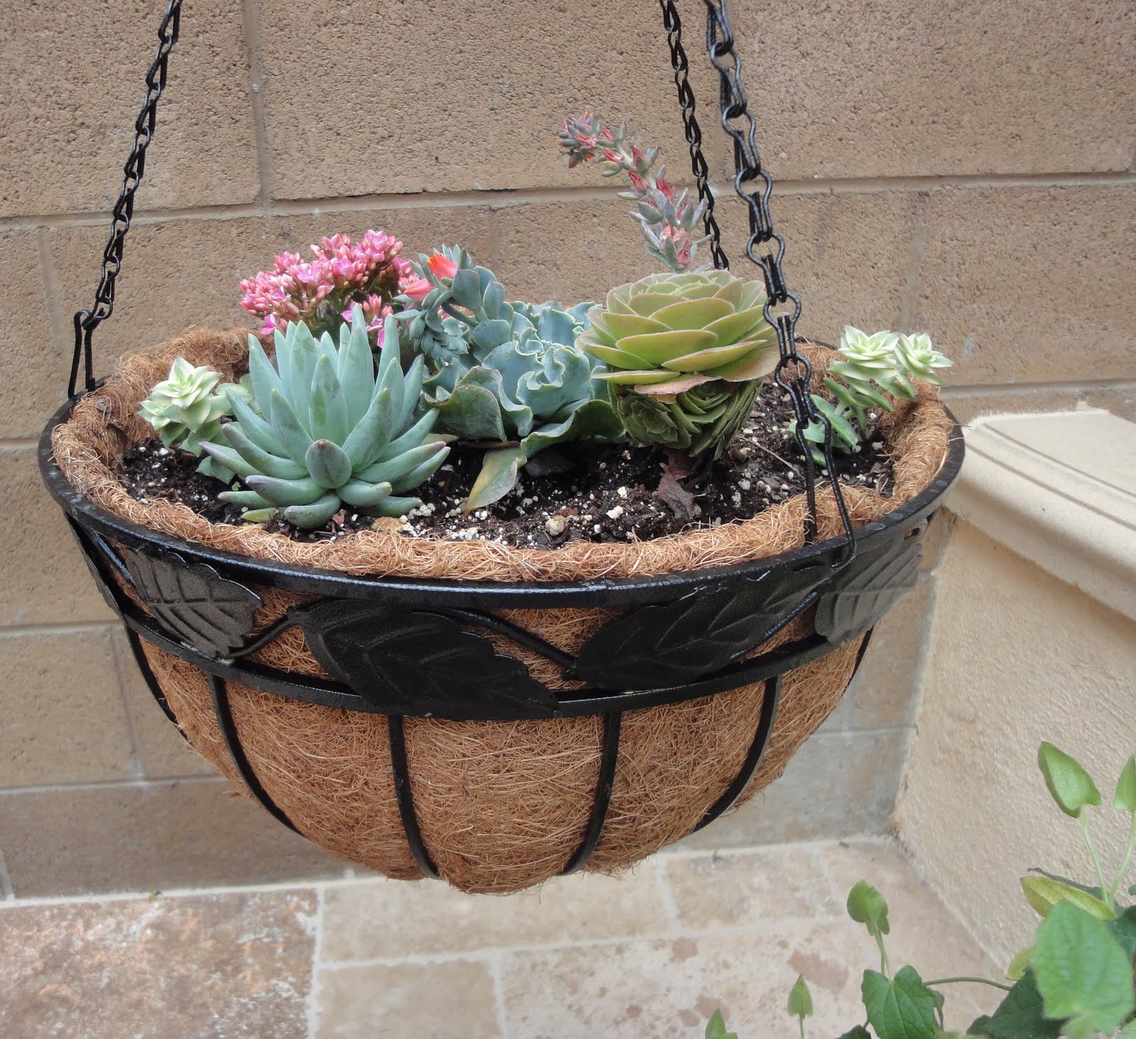 My Ordinary Life Succulent Basket