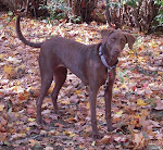 My Chesapeake Bay Retriever