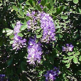 Cameron County Master Gardener Arboretum Mountain Laurels  What's In