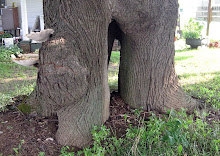 Funky Maple Tree