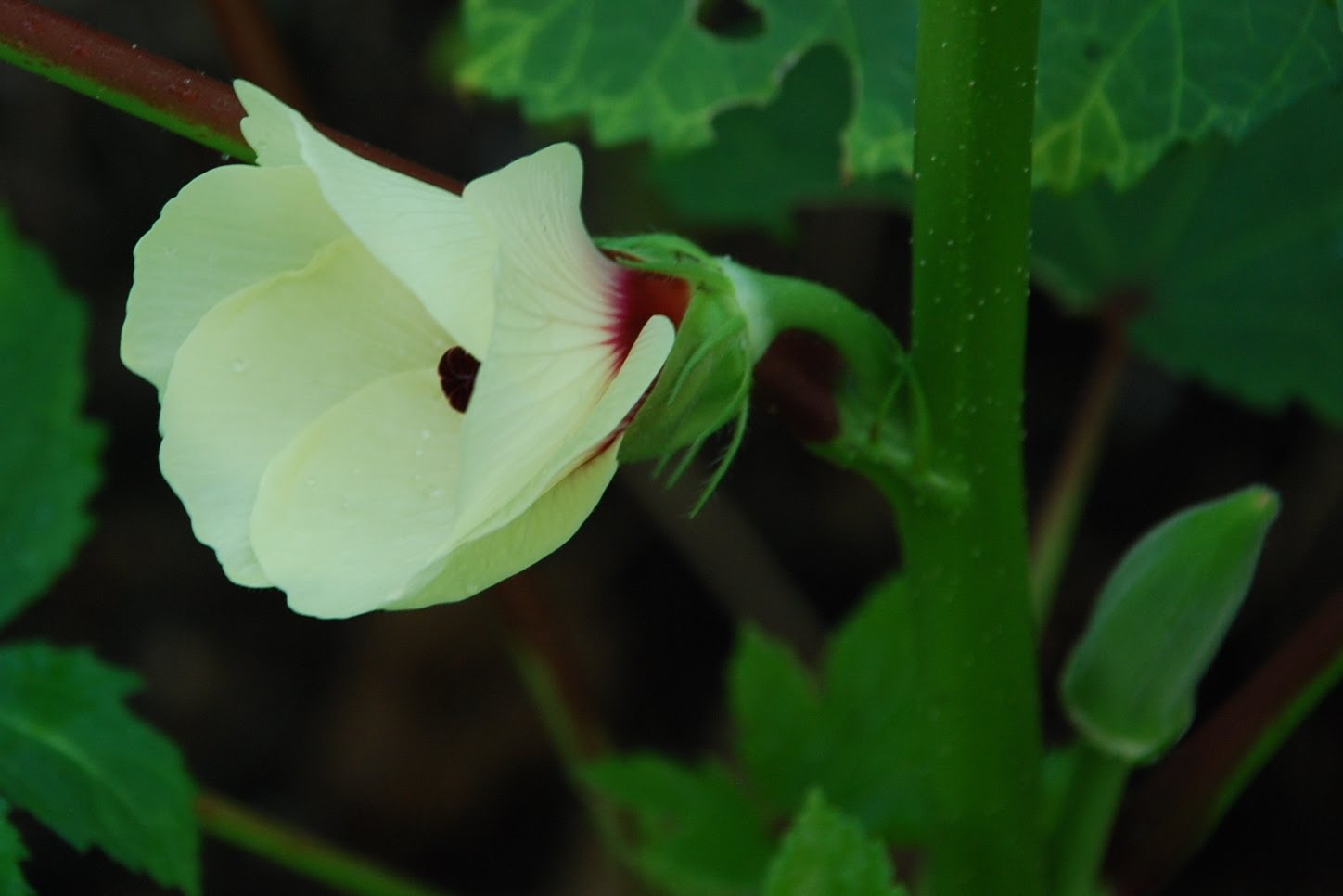 My little vegetable garden Lady fingers little fruit and a flower