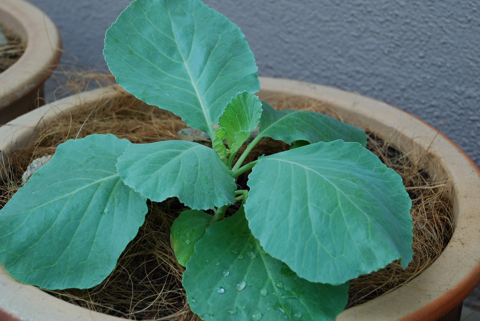 My little vegetable garden Our cabbages at stage 4