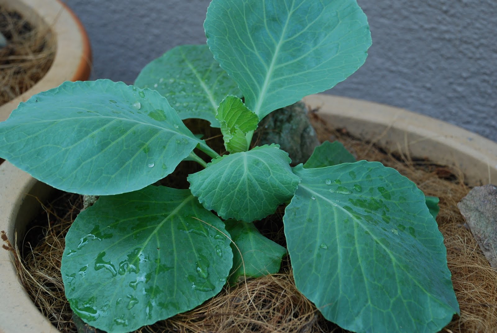 My little vegetable garden Our cabbages at stage 4