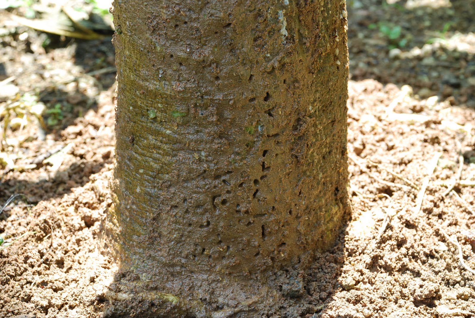 My little vegetable garden termites attacking papaya plant.