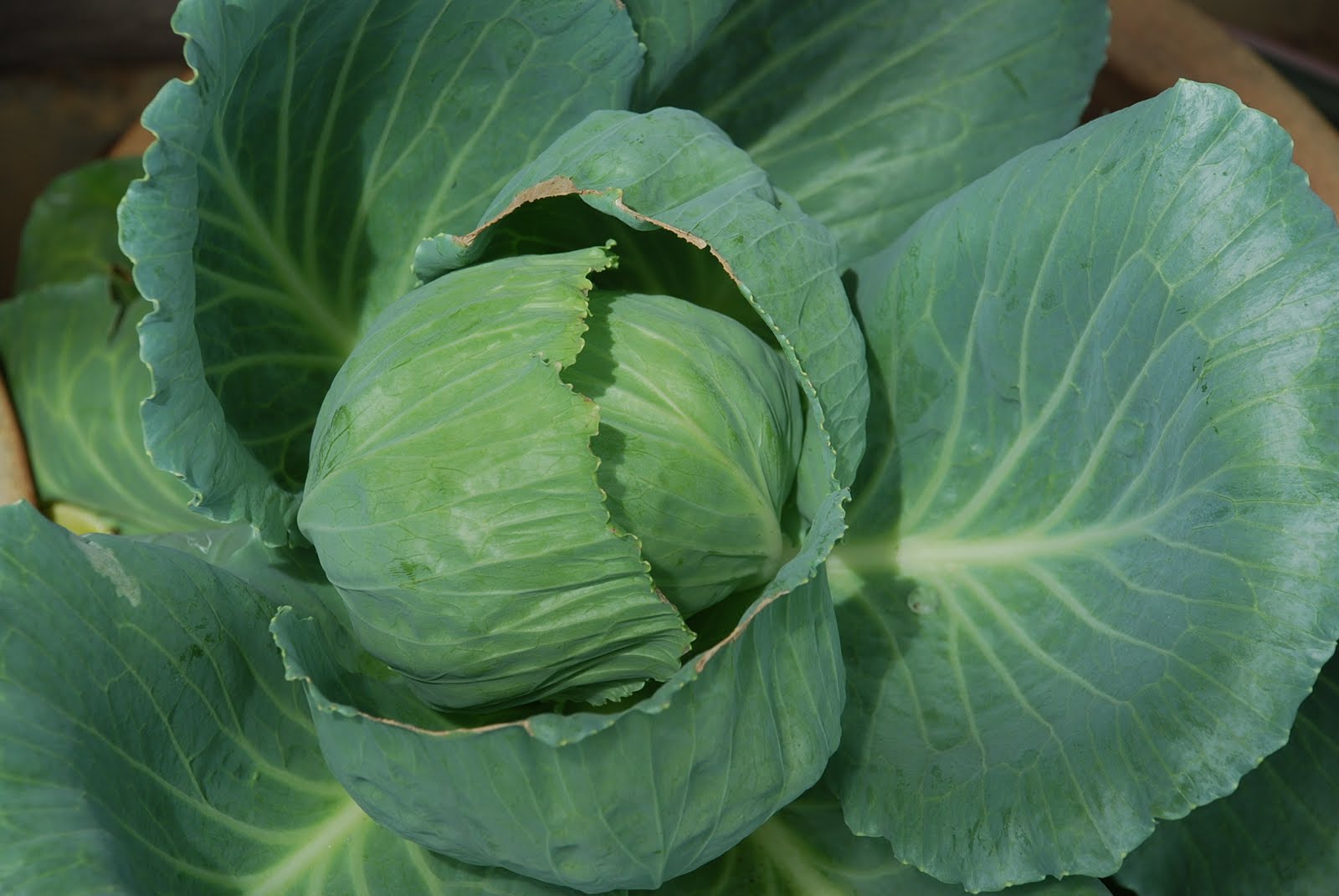 My little vegetable garden cabbage heads.