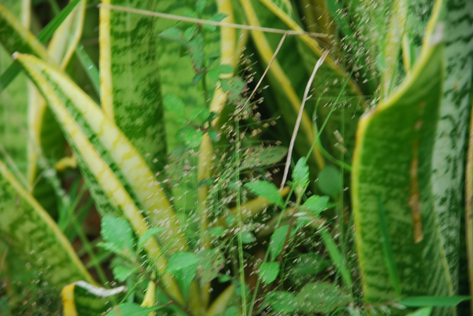 My little vegetable garden: August 2010