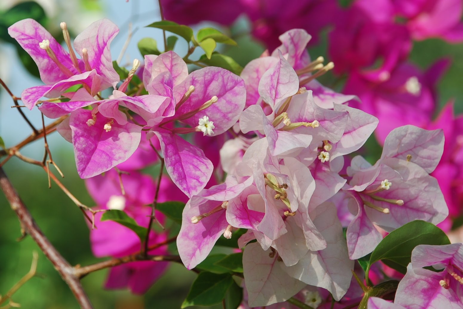 My little vegetable garden different shades of bougainvillea