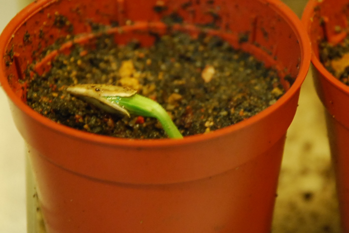 My little vegetable garden pumpkins germinating