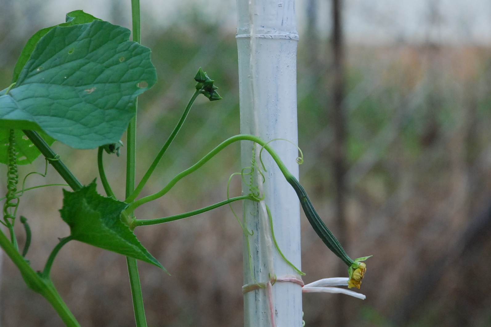 My little vegetable garden Six petola / luffa taking turns flowering
