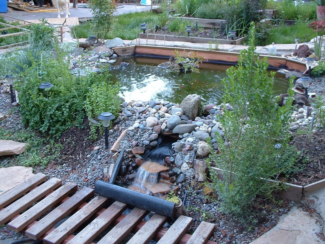 koi-pond-swimming-pool-1.jpg