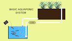 Very Basic Aquaponic System