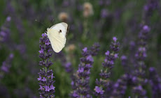 Farfalla su lavanda viola