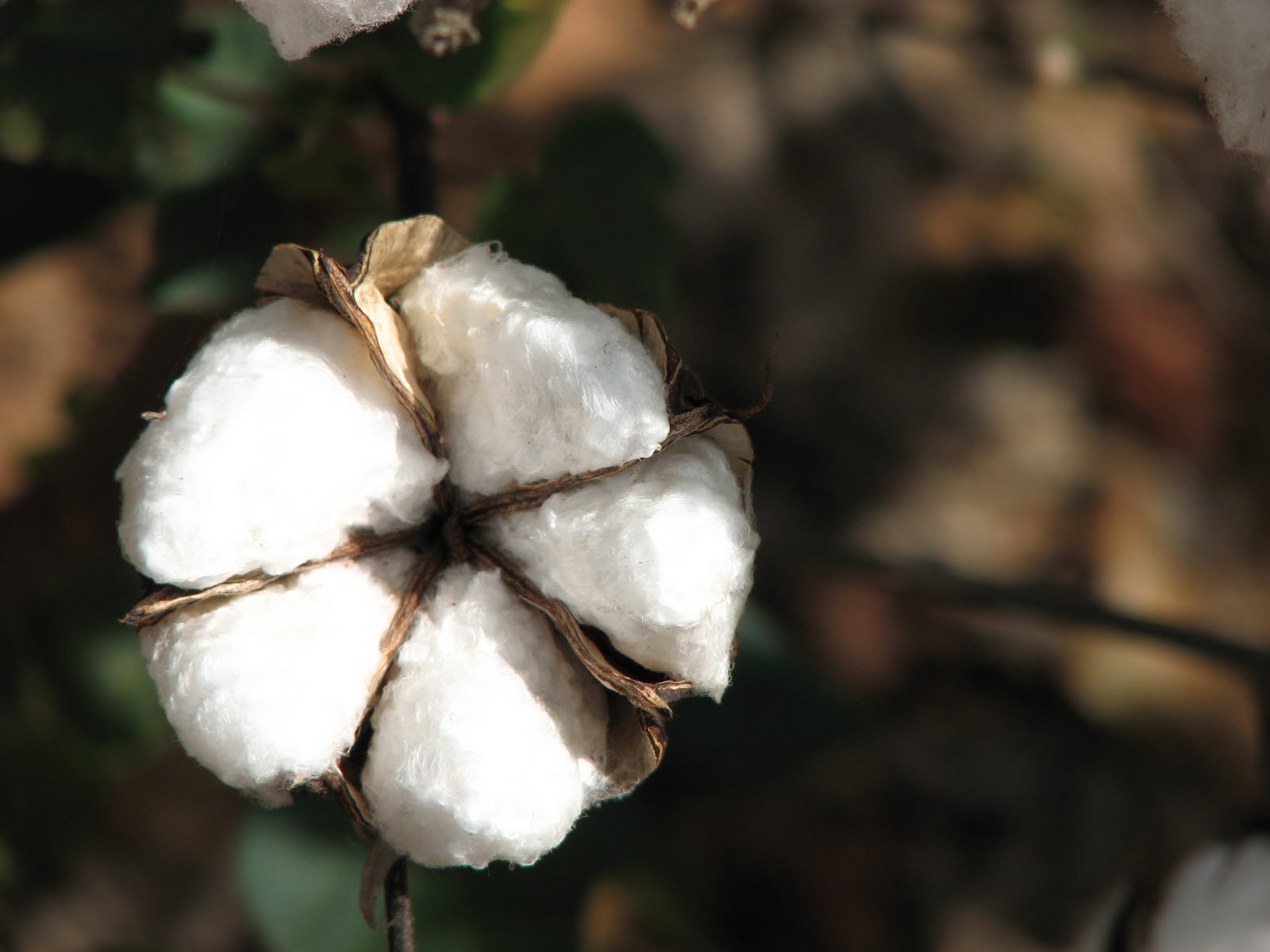 Life With Luci & Loree COTTON The Fabric of Our Lives