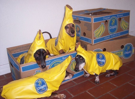 dogs-in-chiquita-banana-costumes.jpg