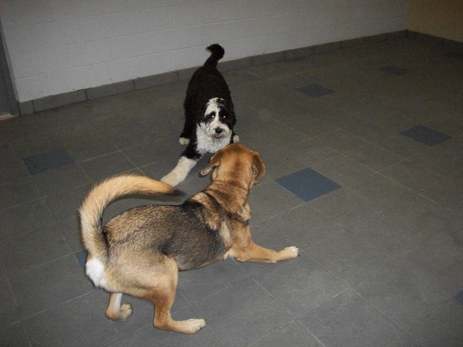 Best Friends Pet Care, Prairie View