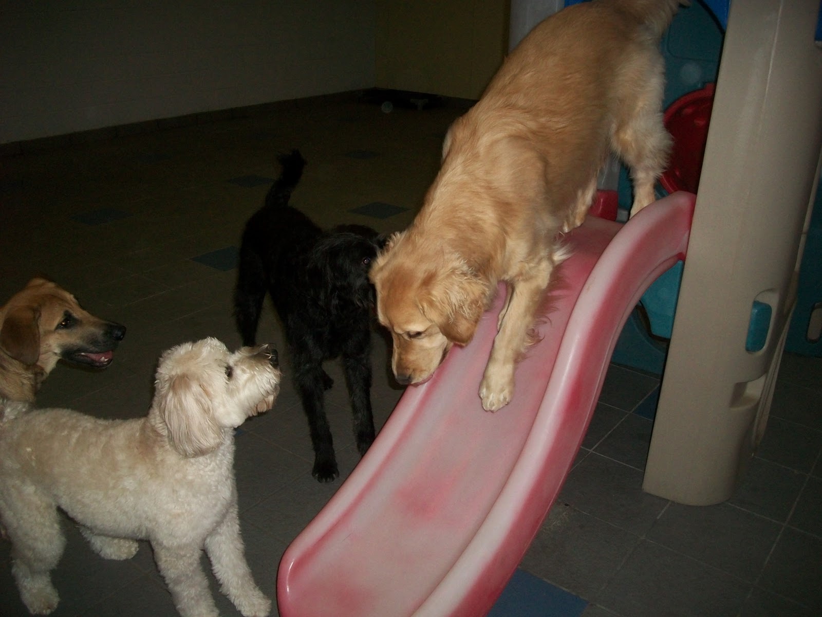 Best Friends Pet Care, Prairie View