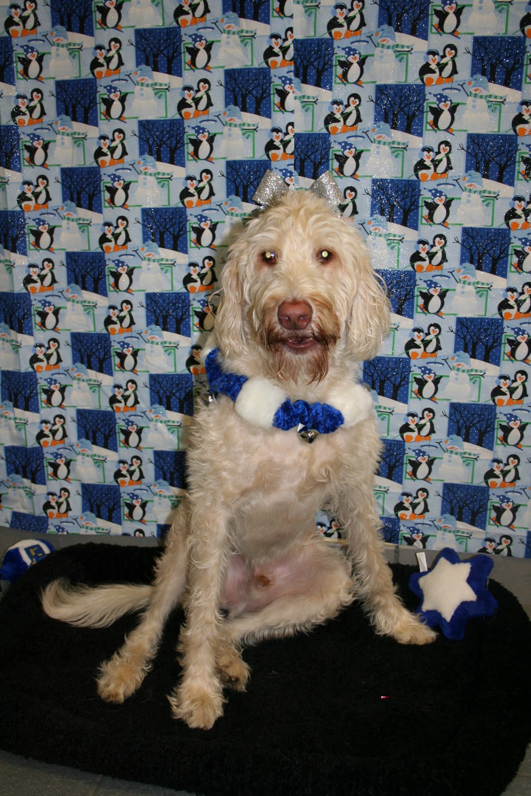 Best Friends Pet Care, Prairie View