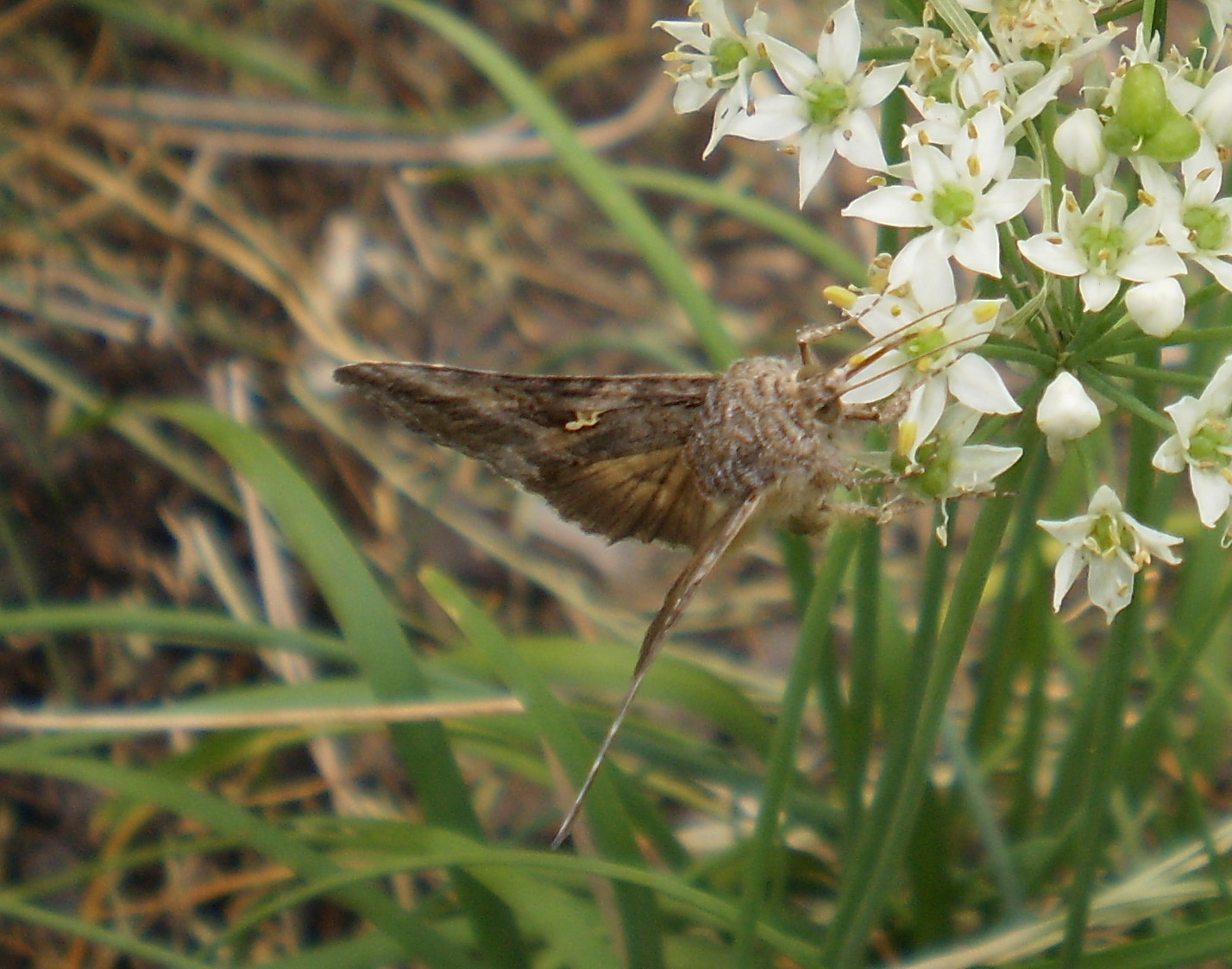 Outdoor Journal Bugs on garlic chives