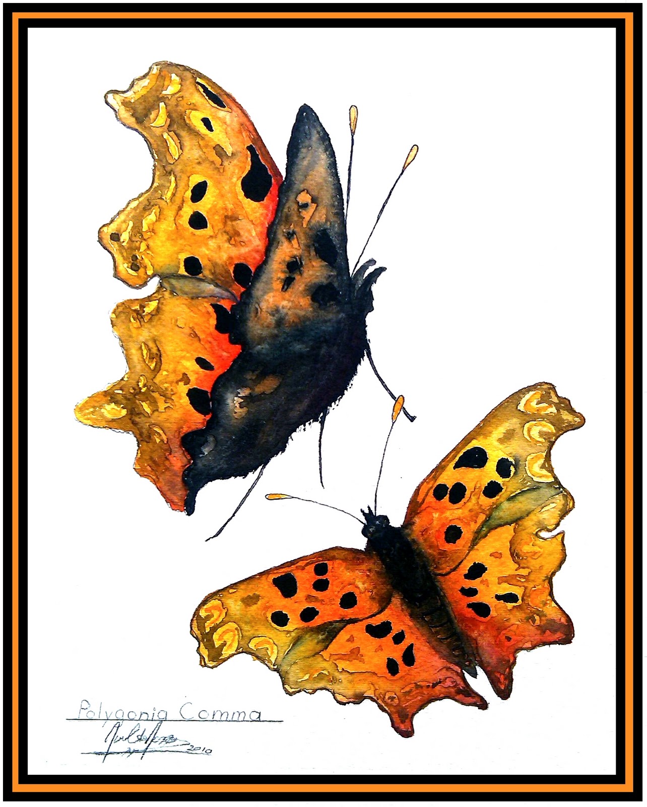 A Year On The Fly Do Trout Eat Butterflies