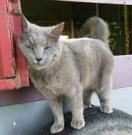 <b>In Memory of She Who Must Not Be Named<br> a.k.a. Gray Kitty</b>