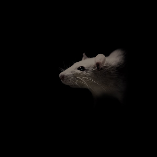 rat 1