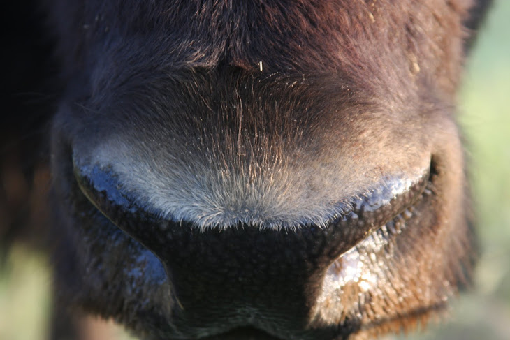 Buffalo Nose