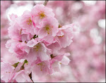 Cherry Blossoms