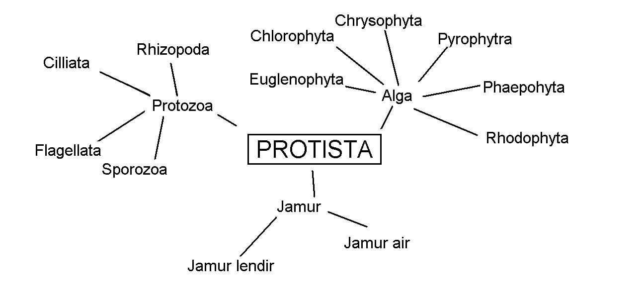 Biology @ X IPA High/Honor: 8. Mind Mapping