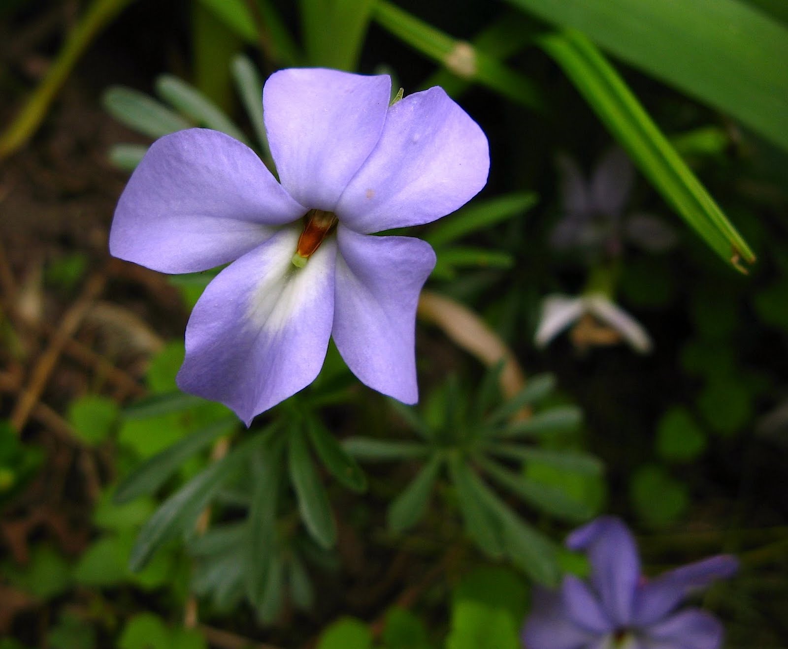 Saratoga woods and waterways Backyard Beauty Bounty