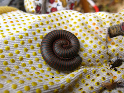 millipede african giant scientific