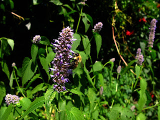 Vw Garden Buzz Purple Miss Molly Miss Ruby And Blue Chip